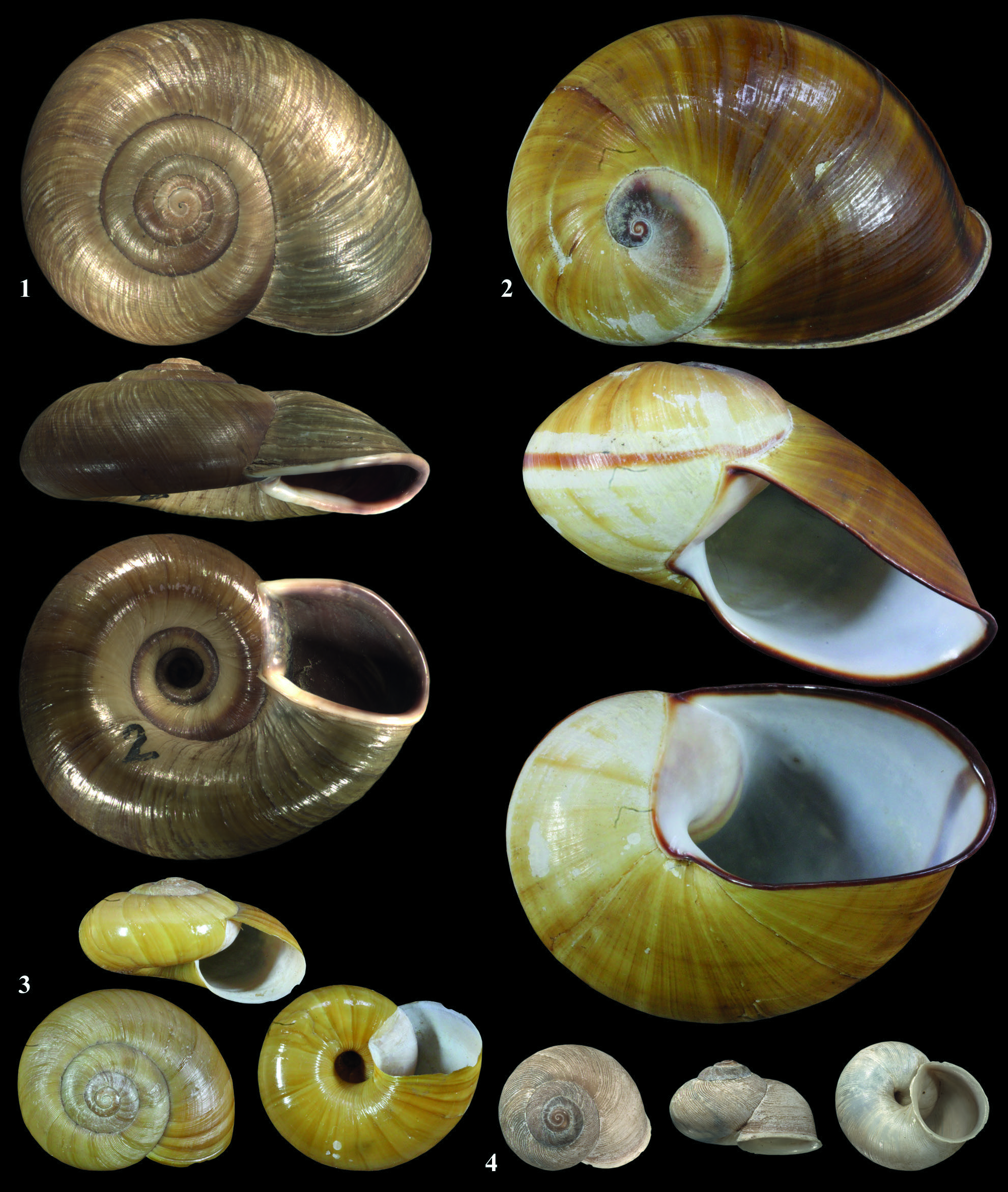 Ein Meilenstein der Malakologie Neue Publikation über MoussonSammlung